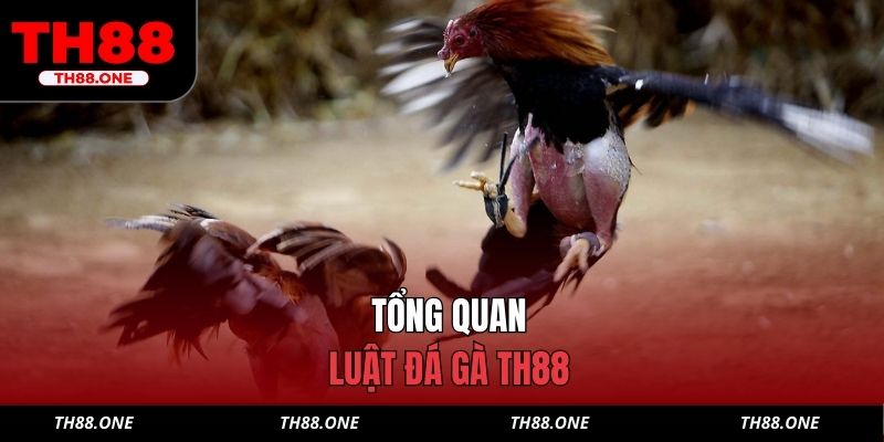 Tổng quan luật đá gà TH88